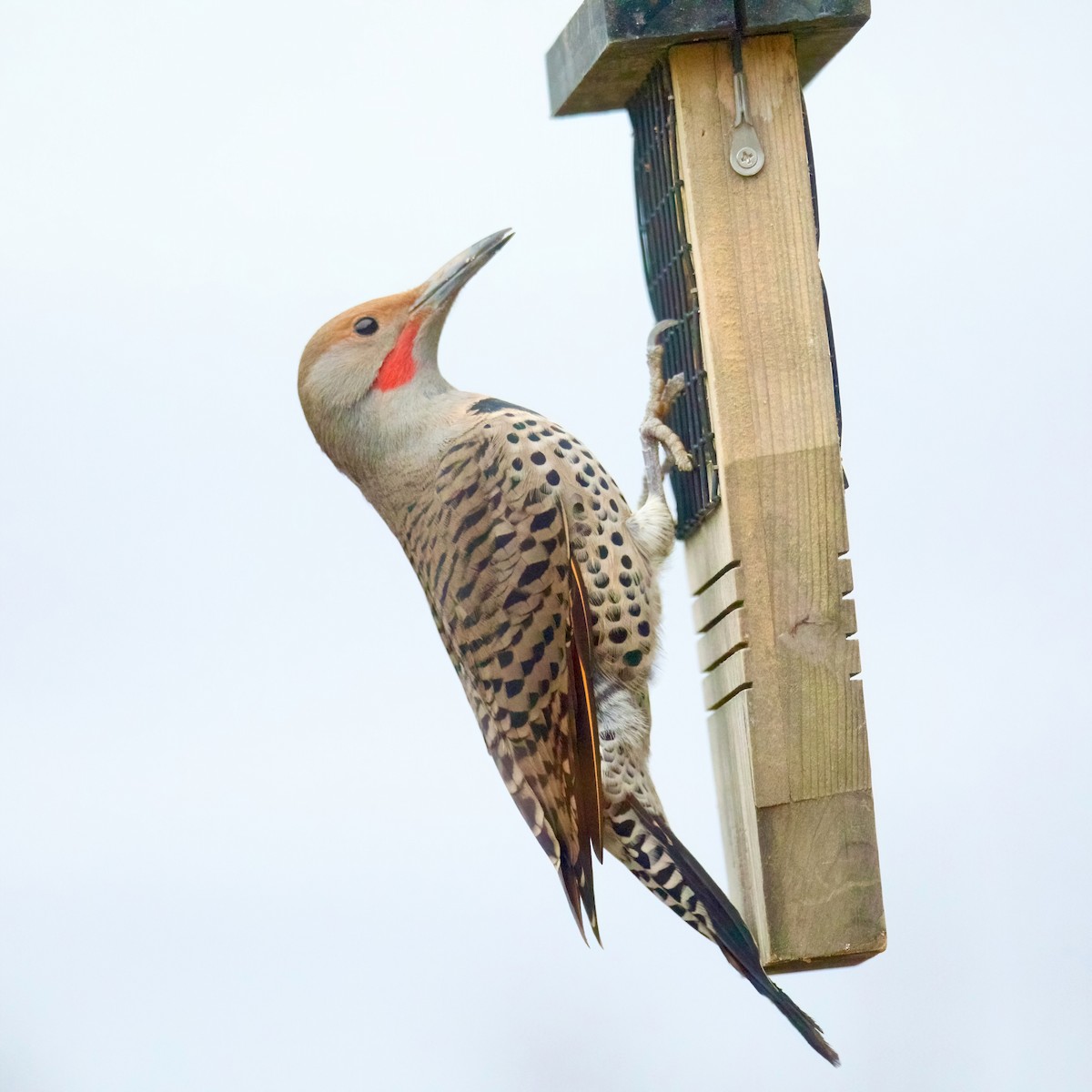 Northern Flicker (Yellow-shafted x Red-shafted) - Charlotte Allen