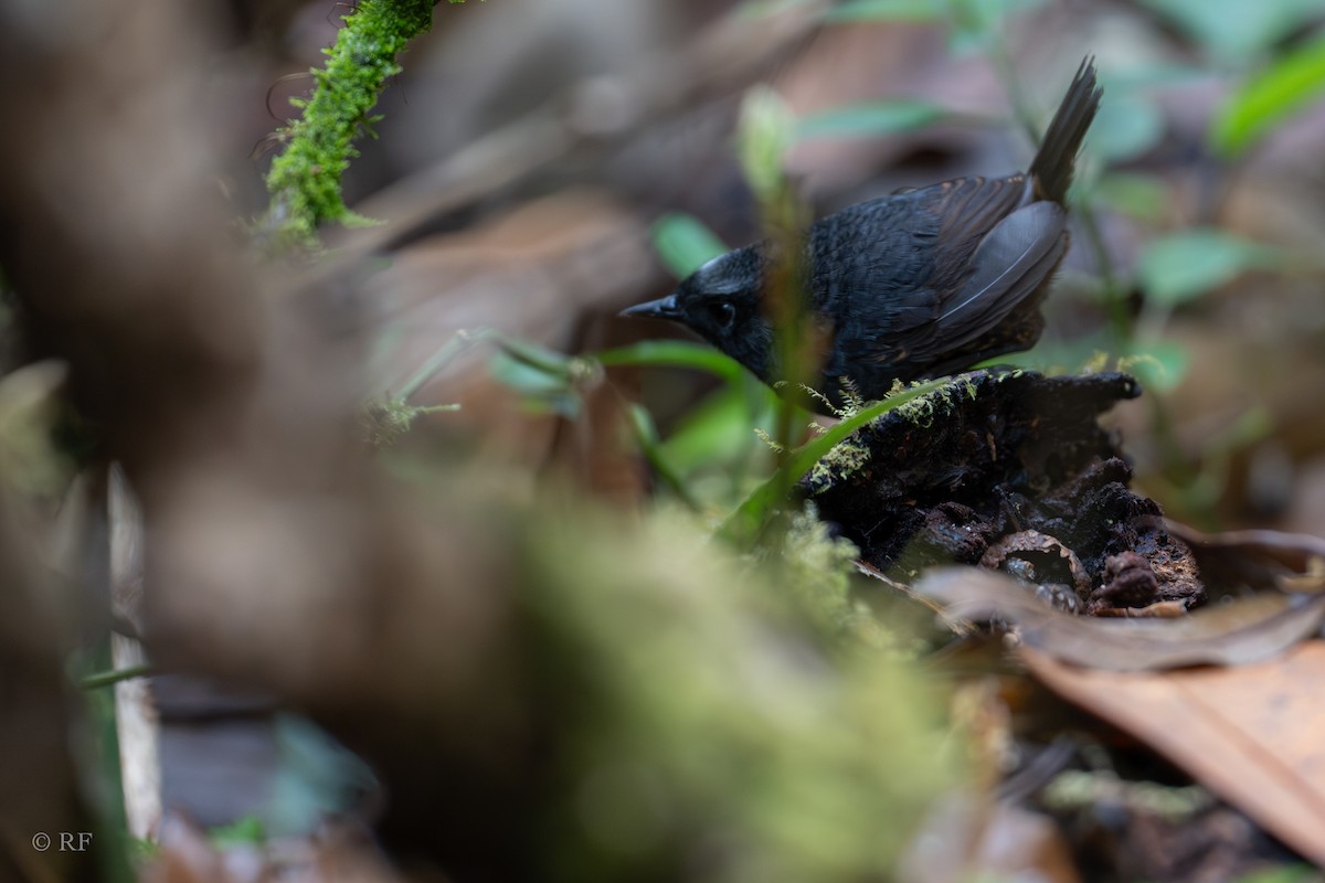 Silvery-fronted Tapaculo - ML628564532