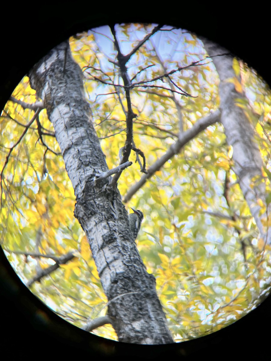 Red-naped Sapsucker - ML628564807