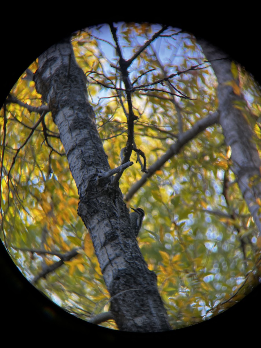 Red-naped Sapsucker - ML628564808