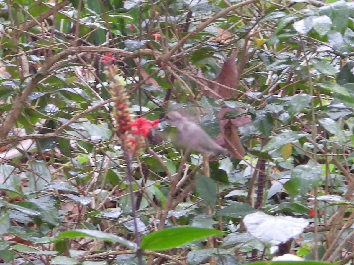 Black-chinned Hummingbird - ML628564826