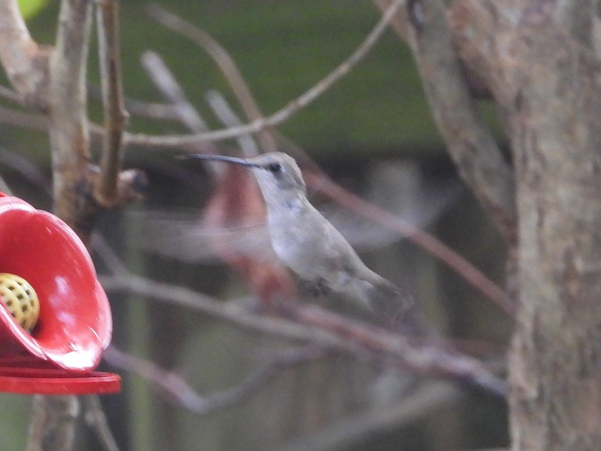 Black-chinned Hummingbird - ML628564827
