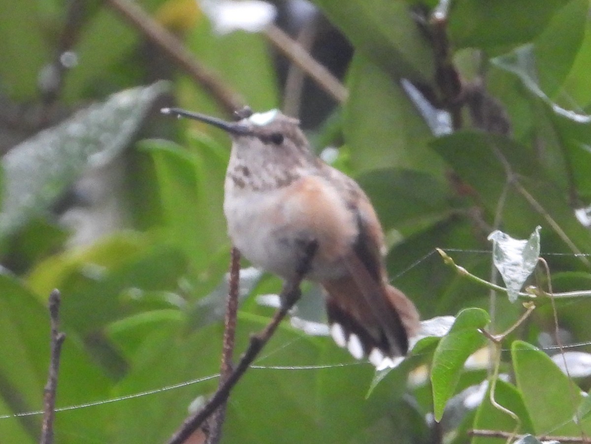 Rufous Hummingbird - ML628564901
