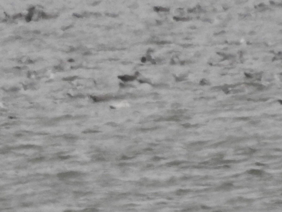 Glaucous Gull - ML628564933