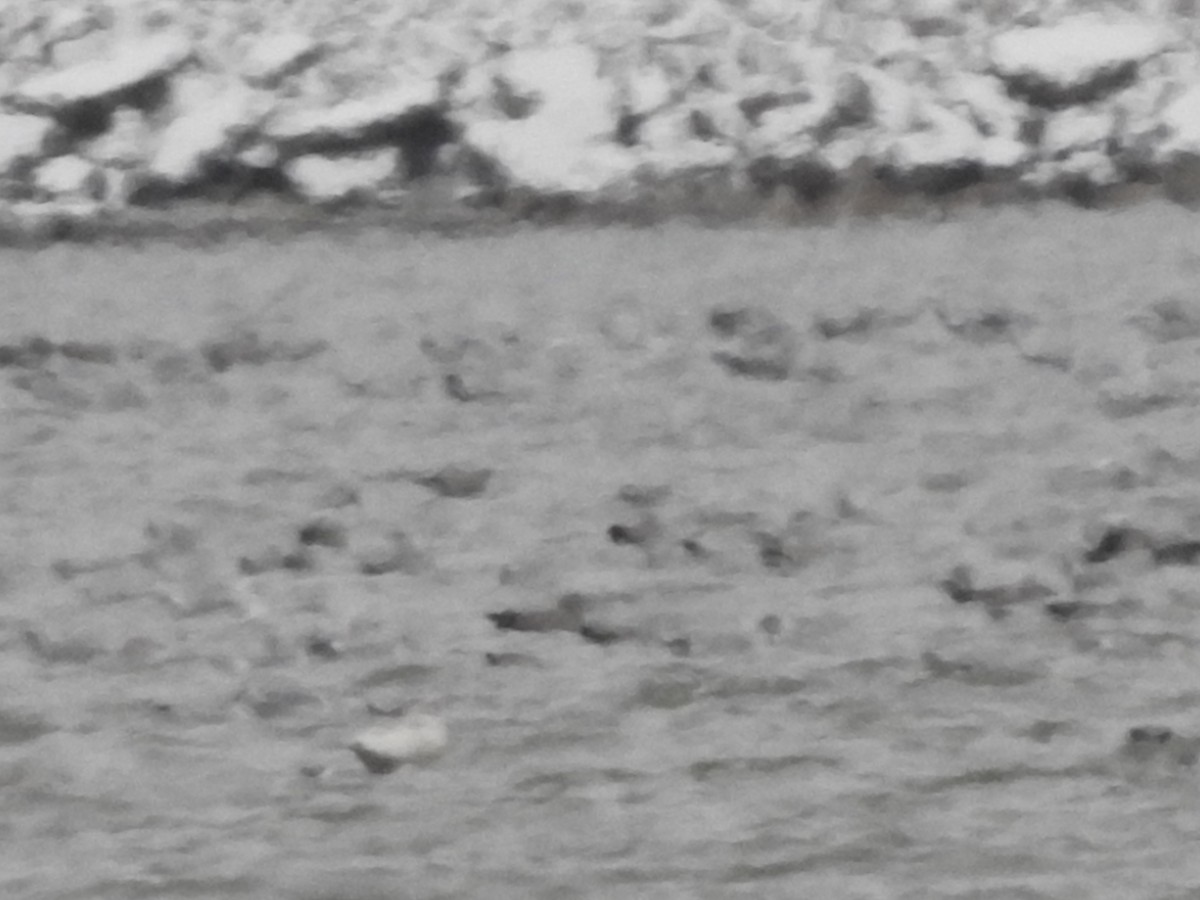 Glaucous Gull - ML628564934