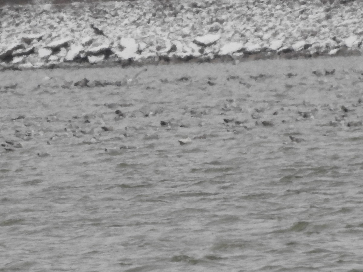 Glaucous Gull - ML628564935