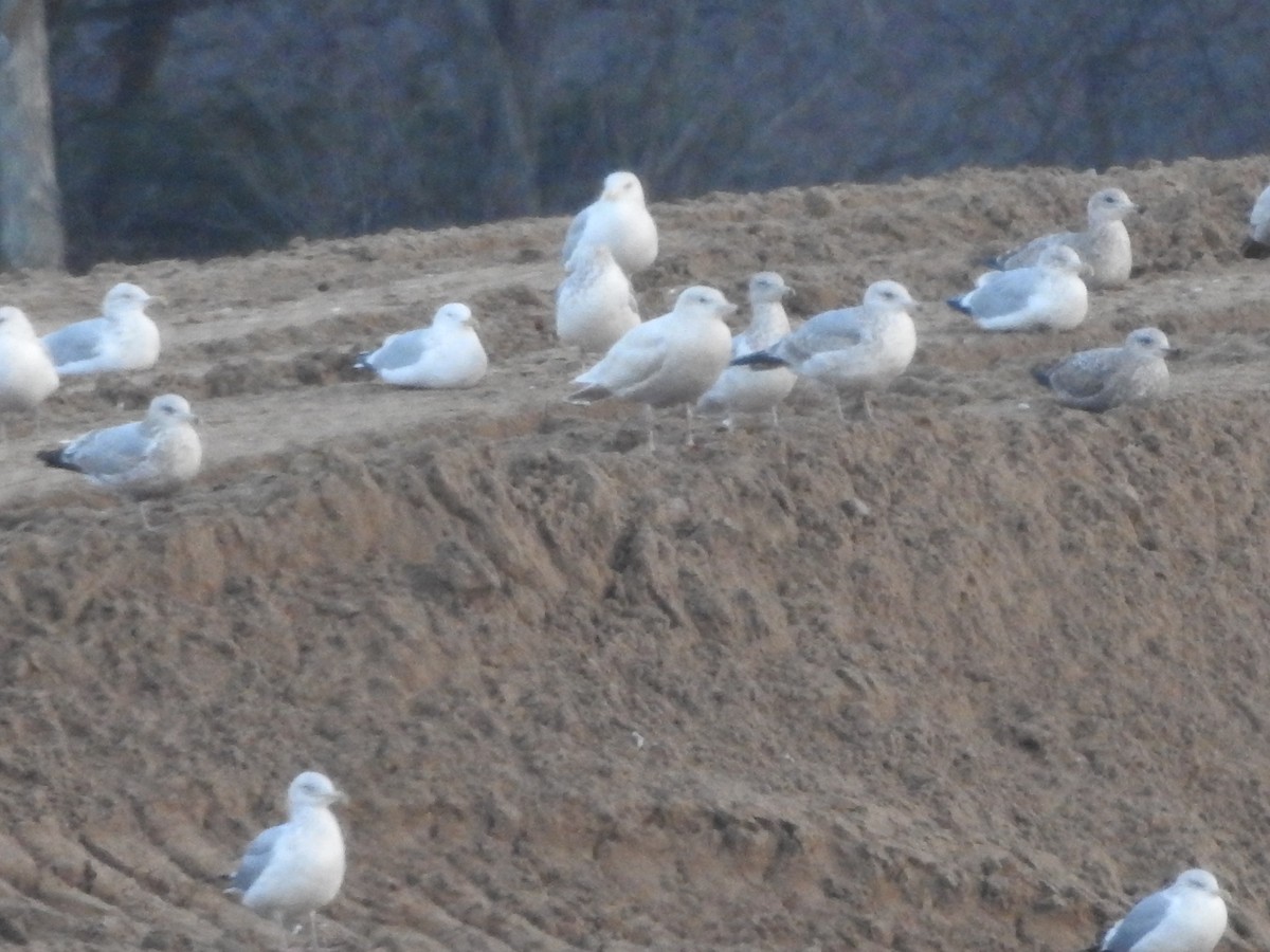 Glaucous Gull - ML628564936