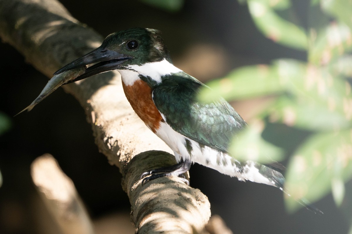 Amazon Kingfisher - ML628565058