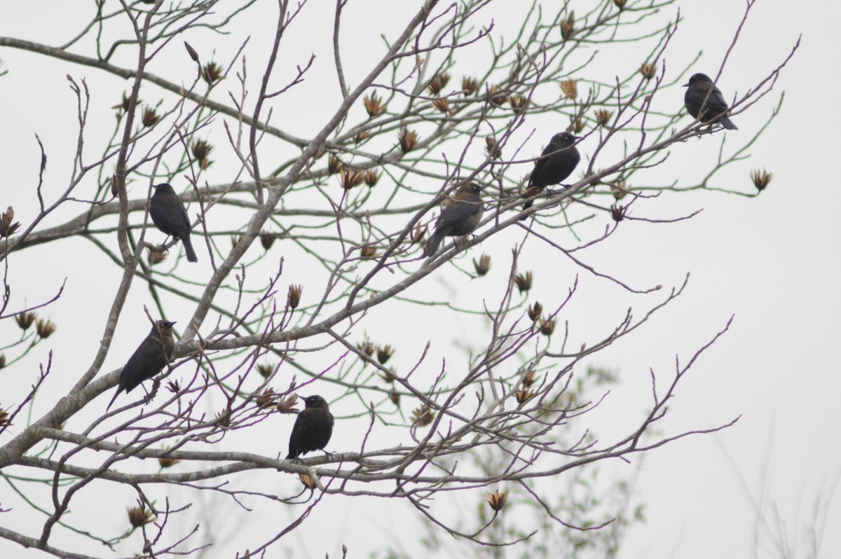 Rusty Blackbird - ML628565084