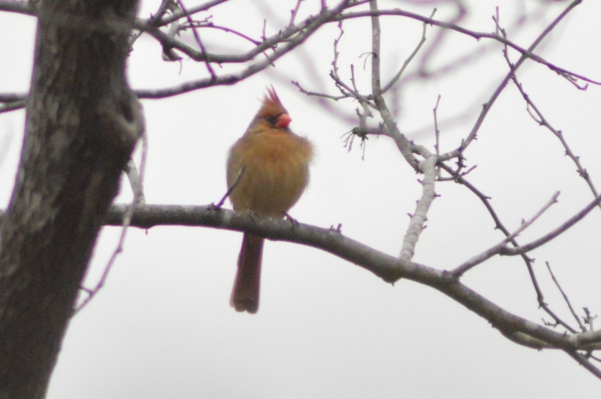 Northern Cardinal - ML628565103