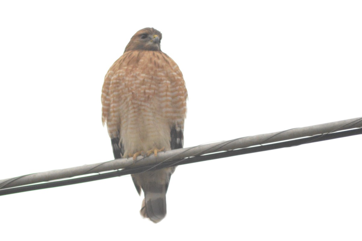 Red-shouldered Hawk - ML628565263