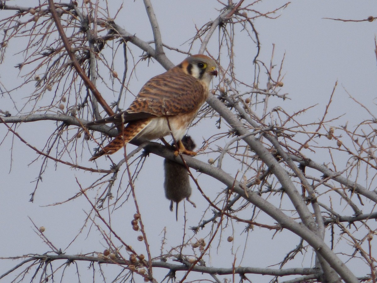 American Kestrel - ML628565334