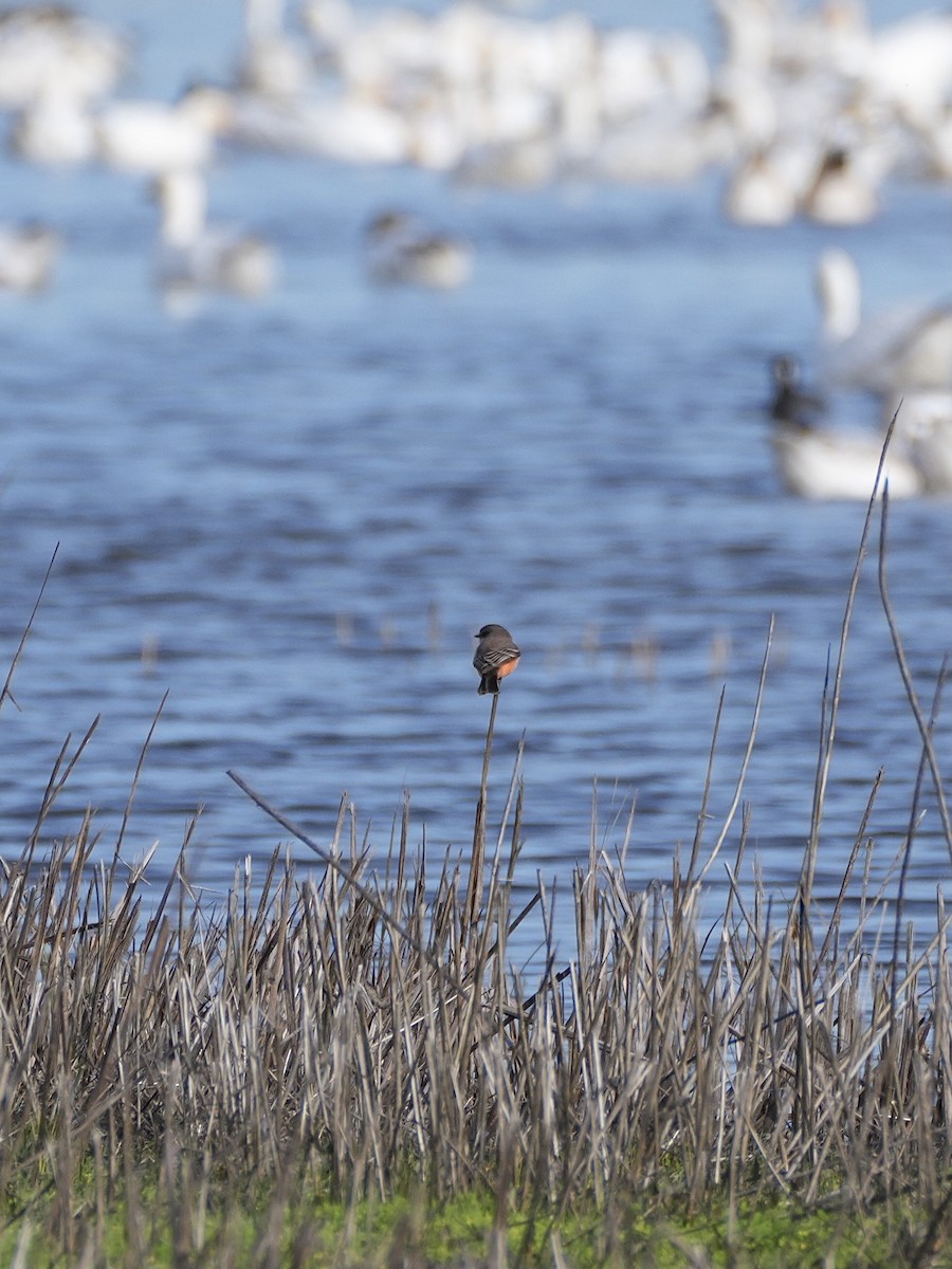eBird Checklist - 4 Jan 2025 - Merced NWR--Auto Tour Rte (Please use ...