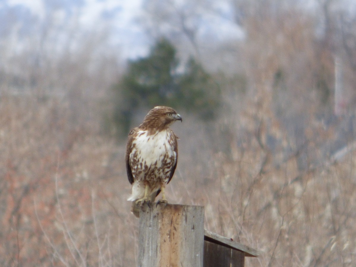 Red-tailed Hawk - ML628565401