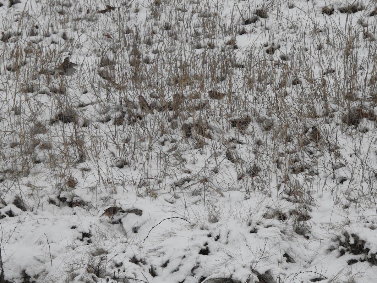 American Tree Sparrow - ML628565408