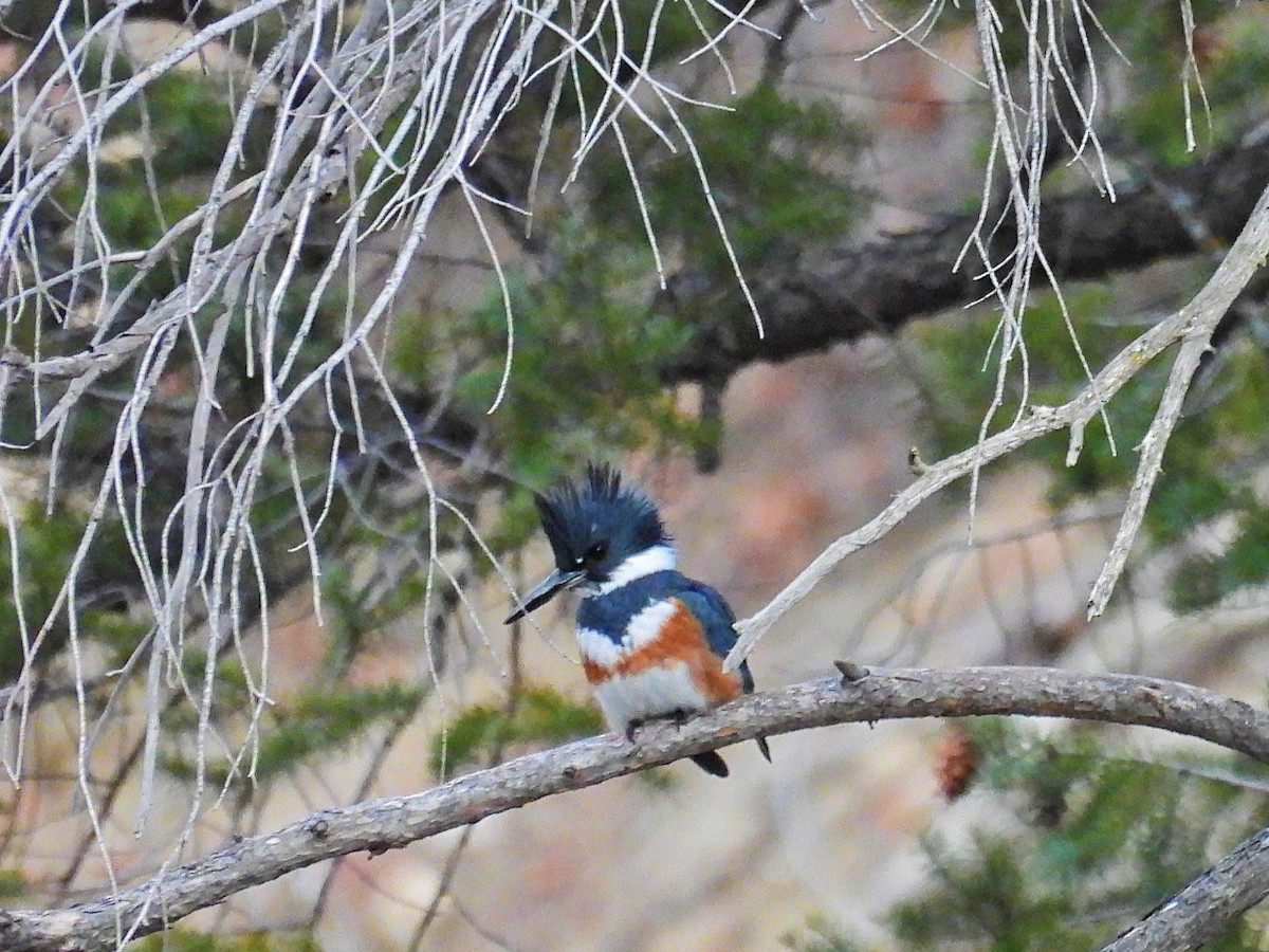 Belted Kingfisher - ML628565502