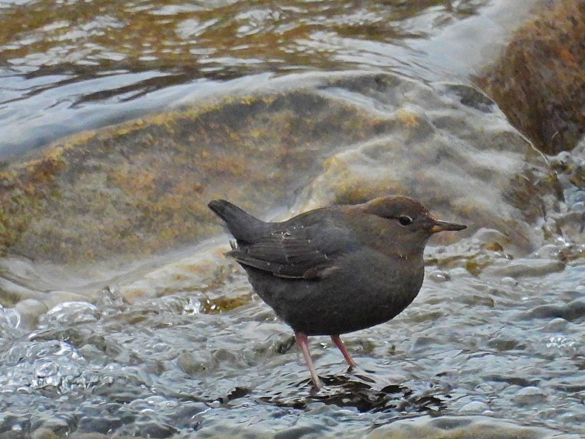 American Dipper - ML628565519