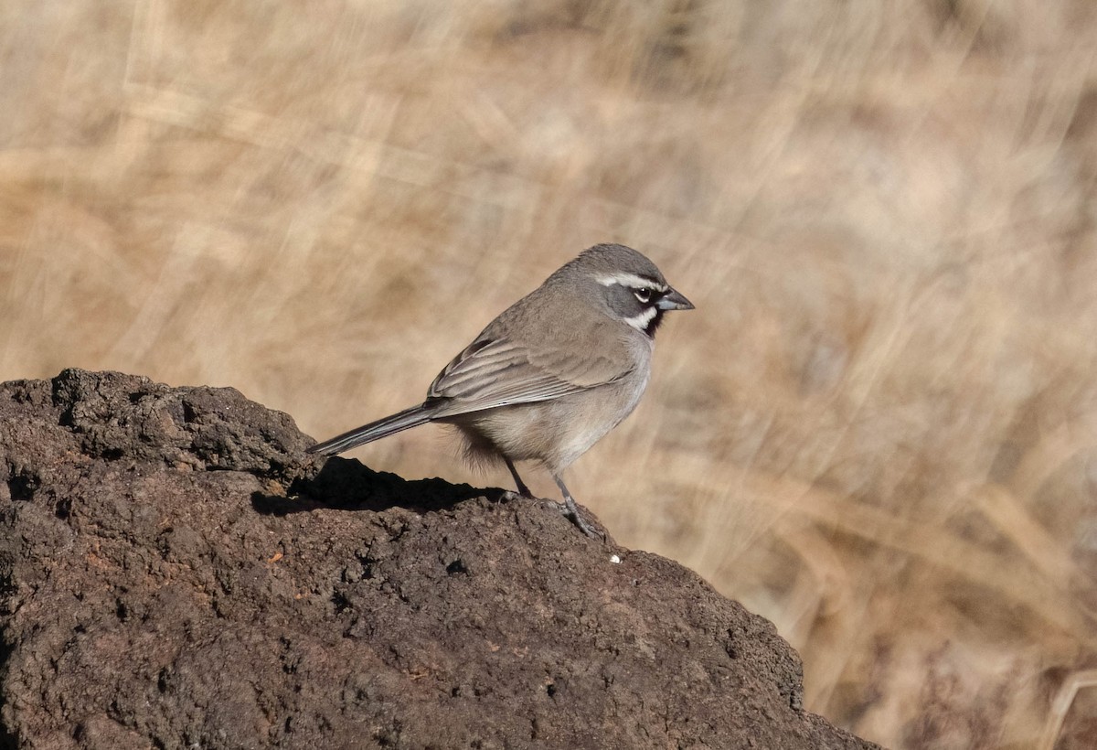 Black-throated Sparrow - ML628565520