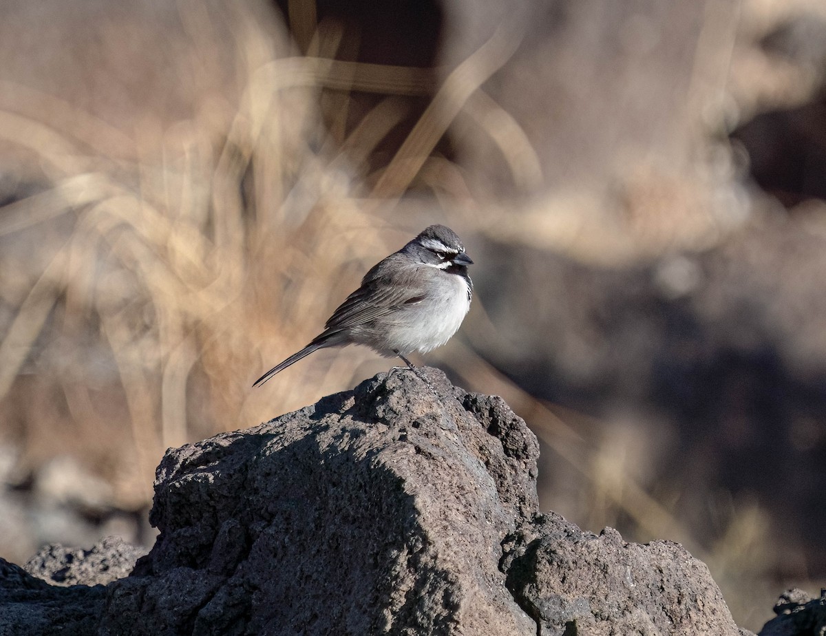 Black-throated Sparrow - ML628565521