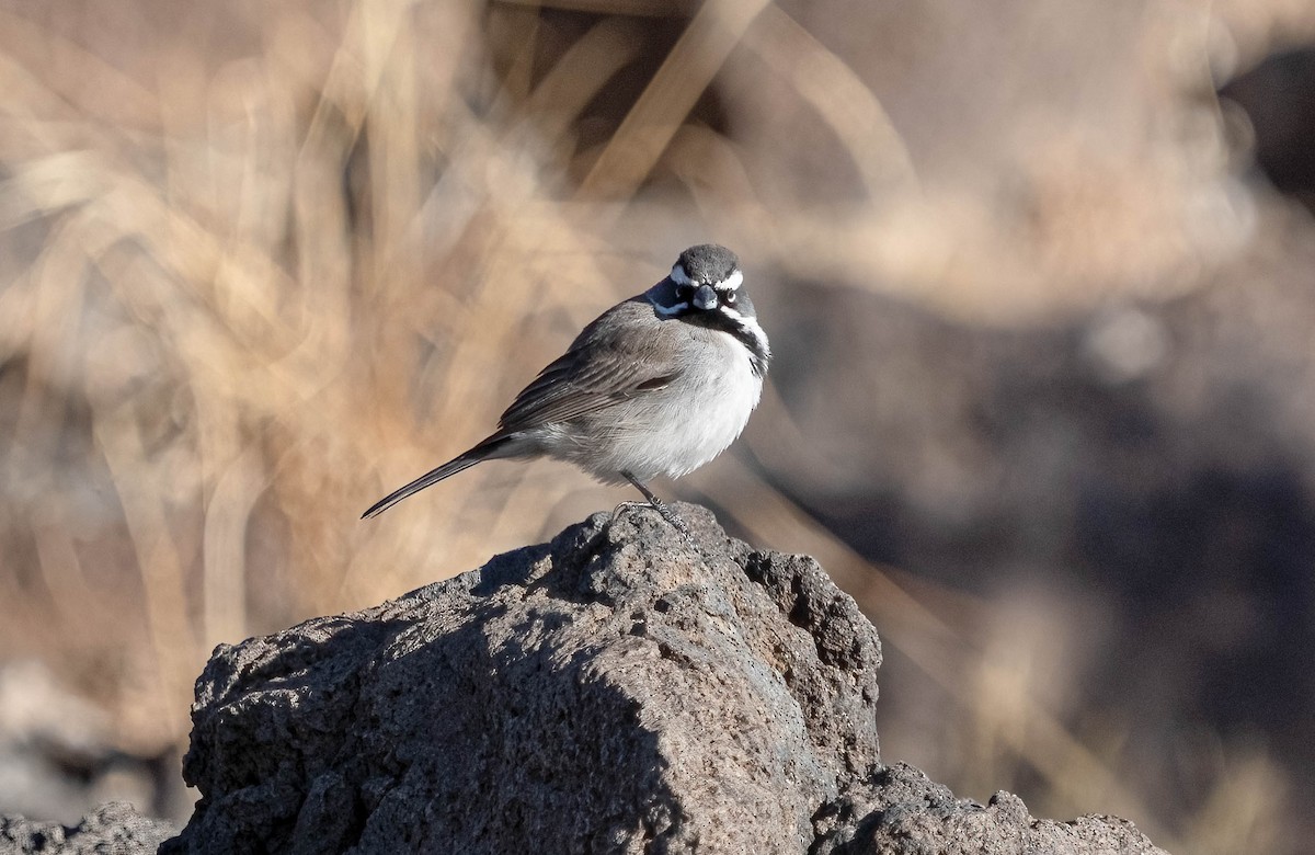 Black-throated Sparrow - ML628565522