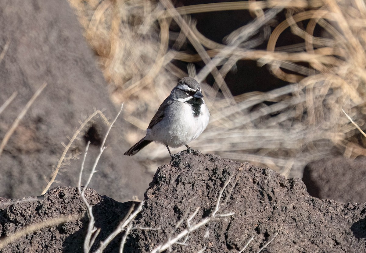 Black-throated Sparrow - ML628565523