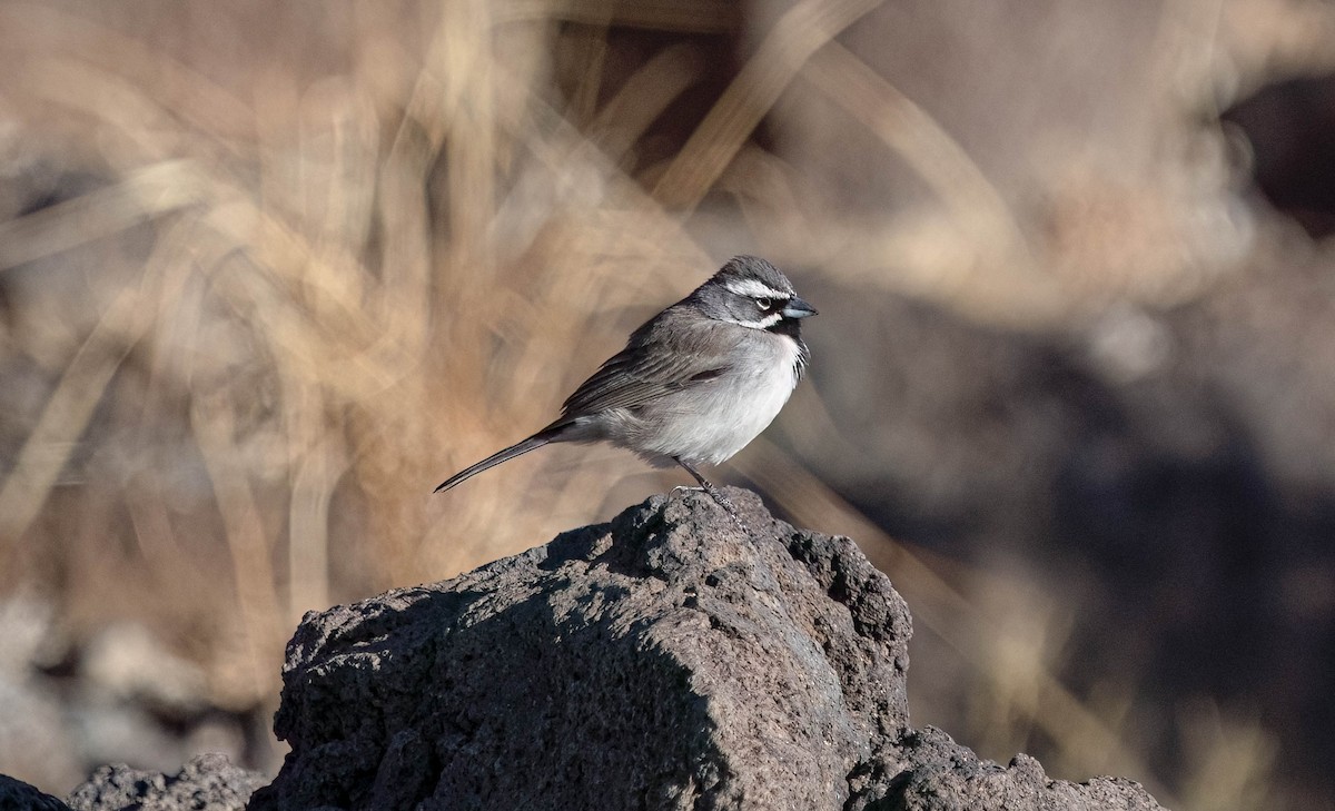 Black-throated Sparrow - ML628565524