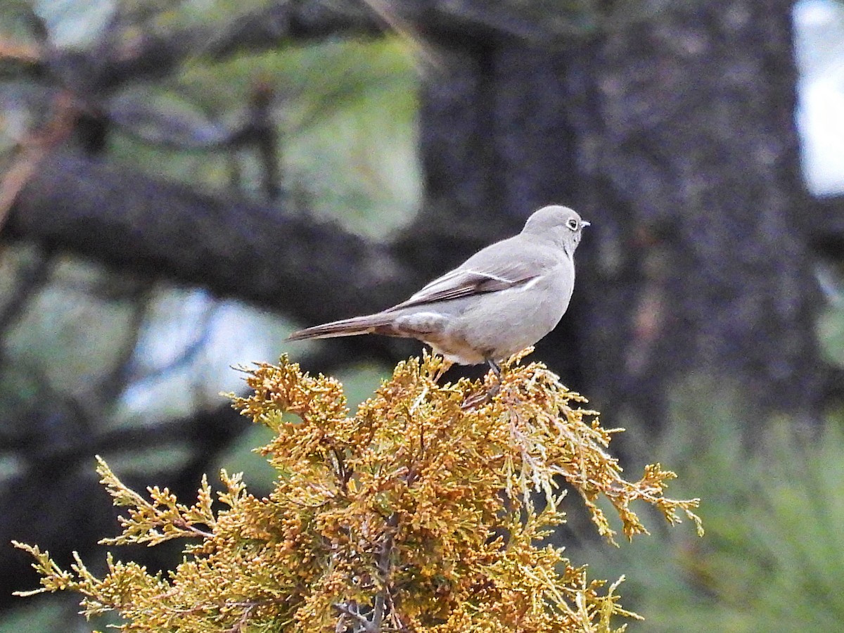Townsend's Solitaire - ML628565532