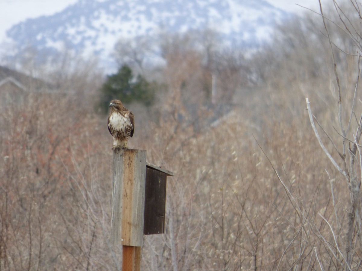 Red-tailed Hawk - ML628565548