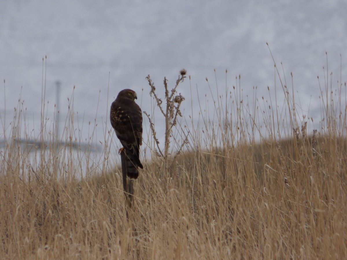 Northern Harrier - ML628565655