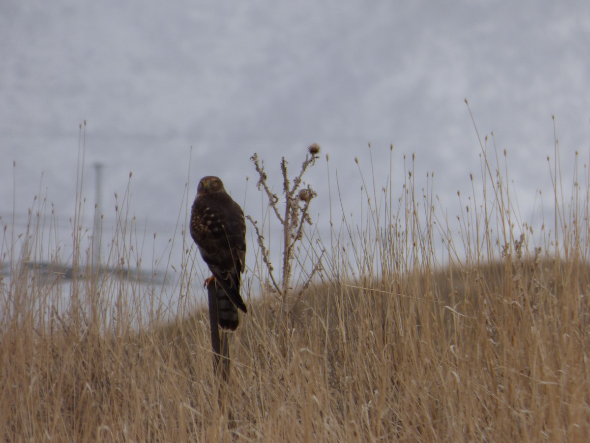 Northern Harrier - ML628565656