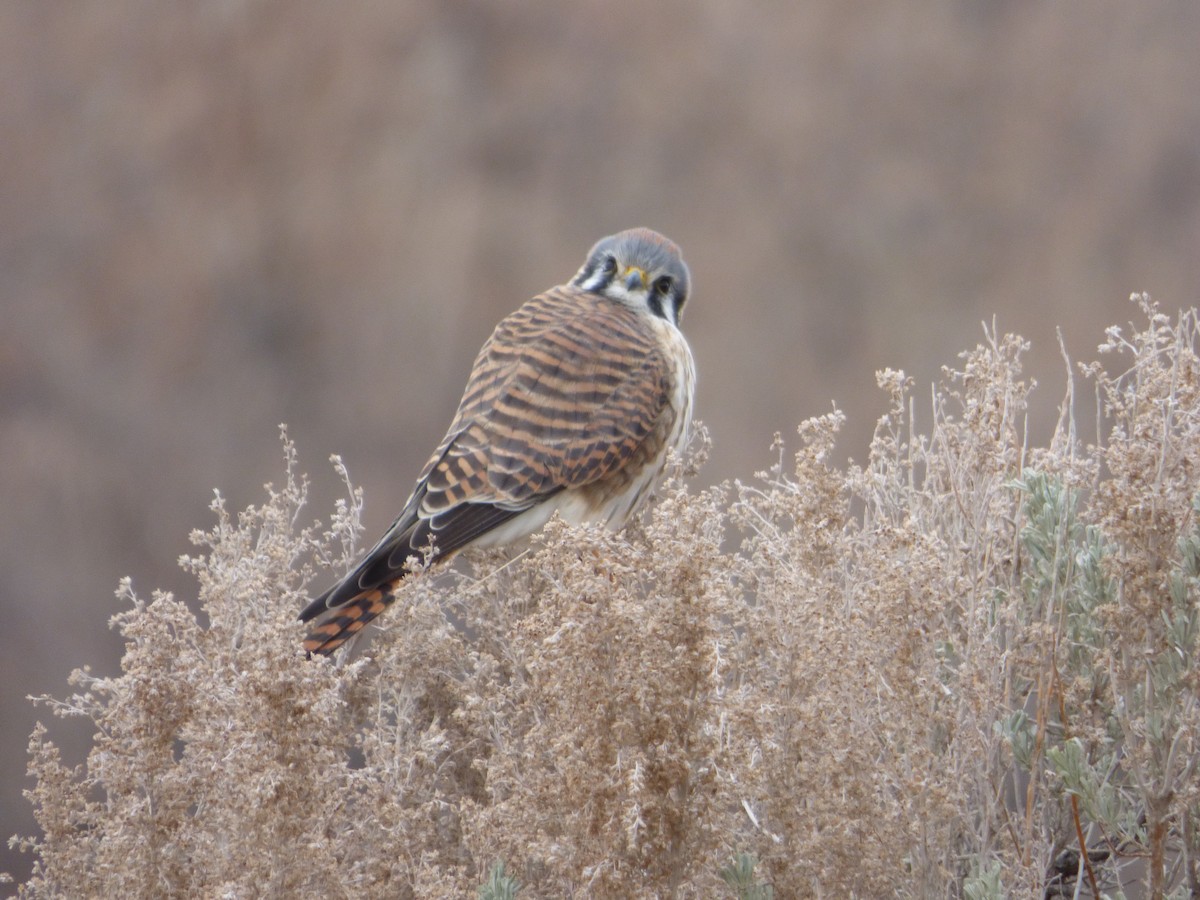 American Kestrel - ML628565763