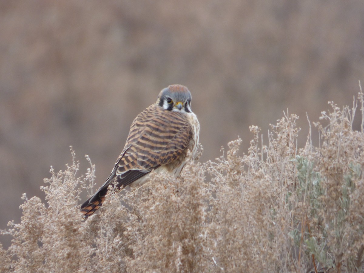 American Kestrel - ML628565764