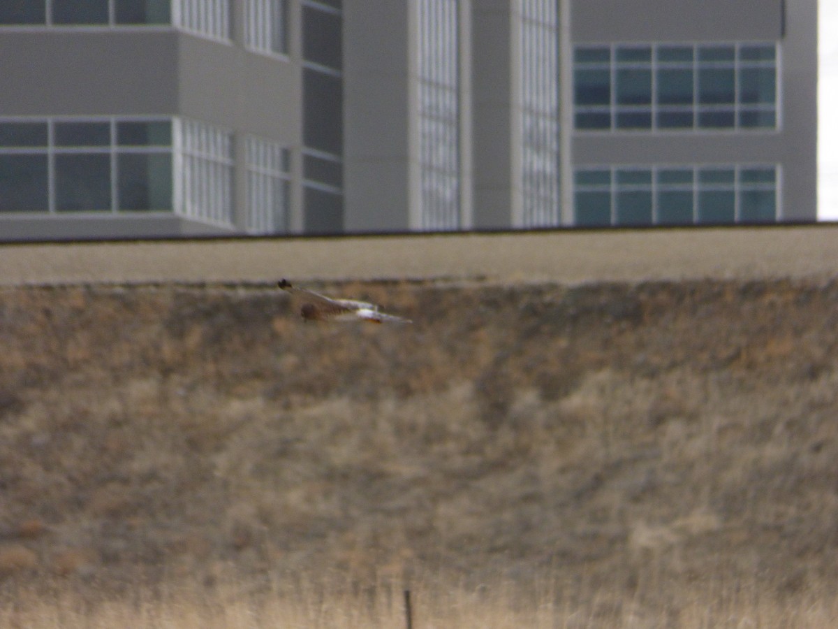 Northern Harrier - ML628565811