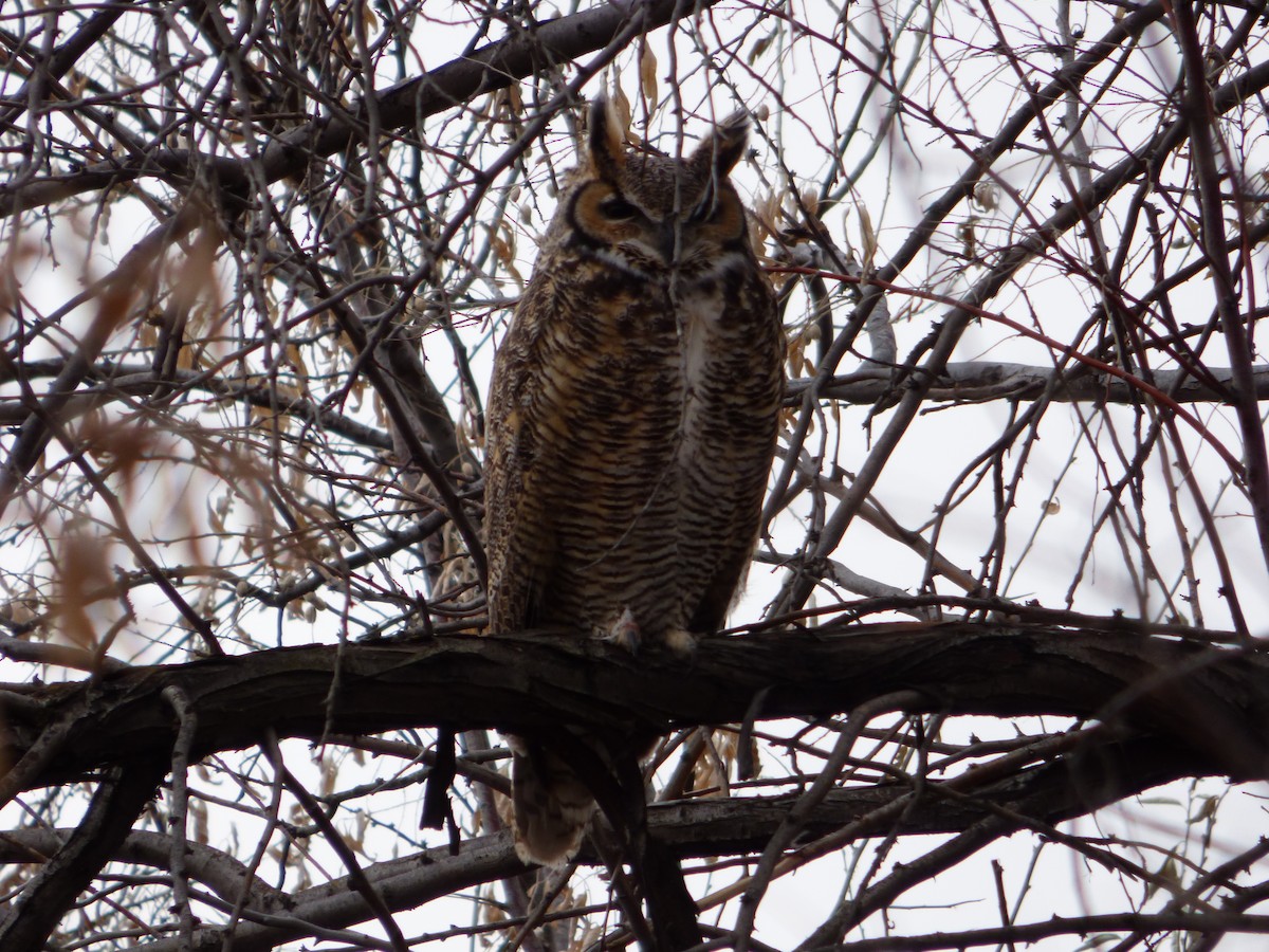 Great Horned Owl - ML628565865
