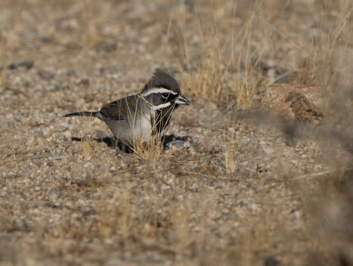 Black-throated Sparrow - ML628566135