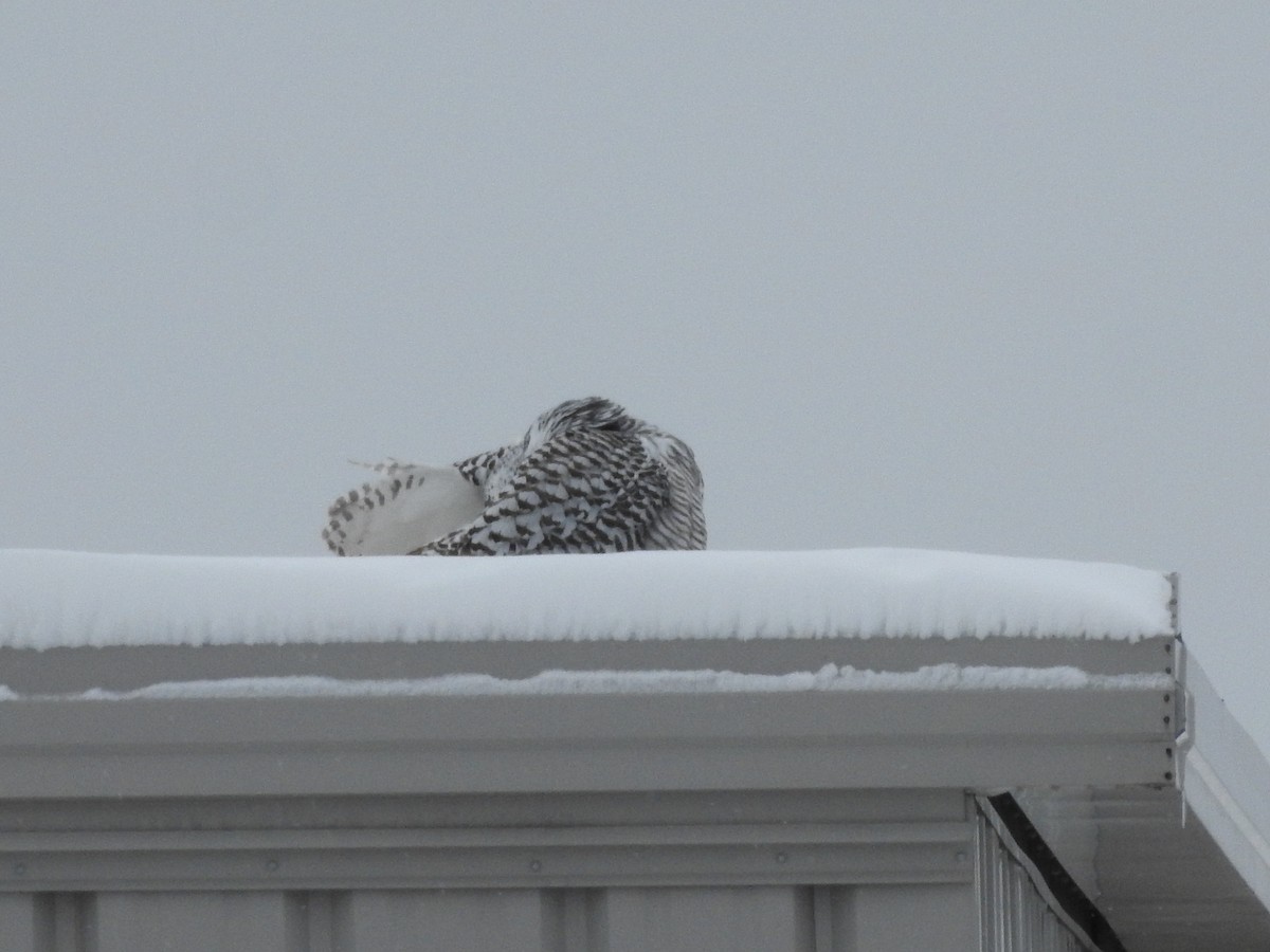 Snowy Owl - ML628566236