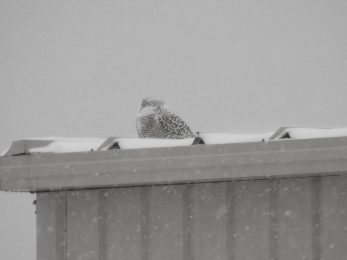 Snowy Owl - ML628566237