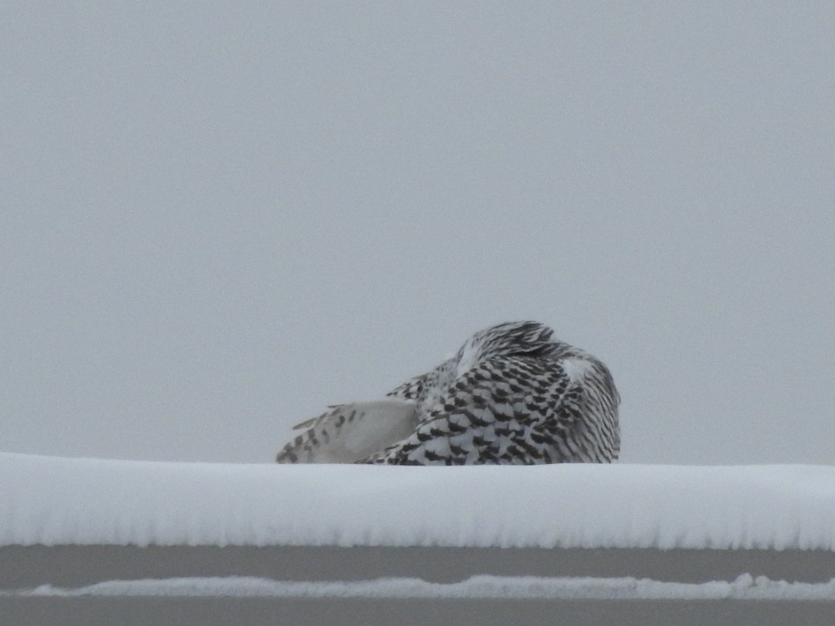 Snowy Owl - ML628566238