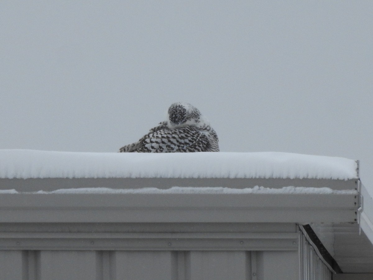Snowy Owl - ML628566239