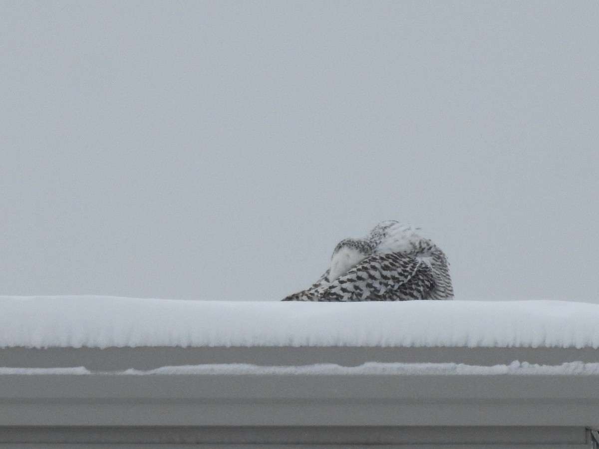 Snowy Owl - ML628566240