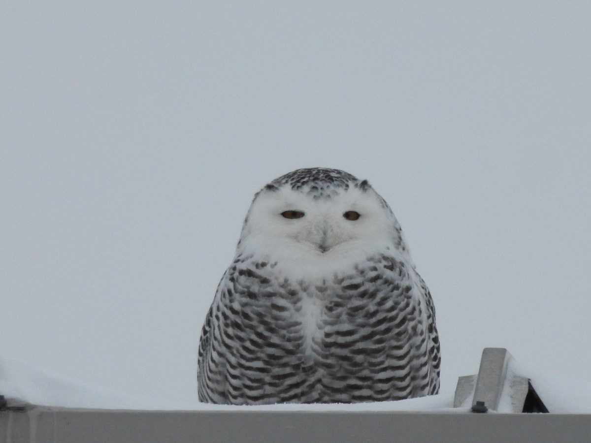Snowy Owl - ML628566241