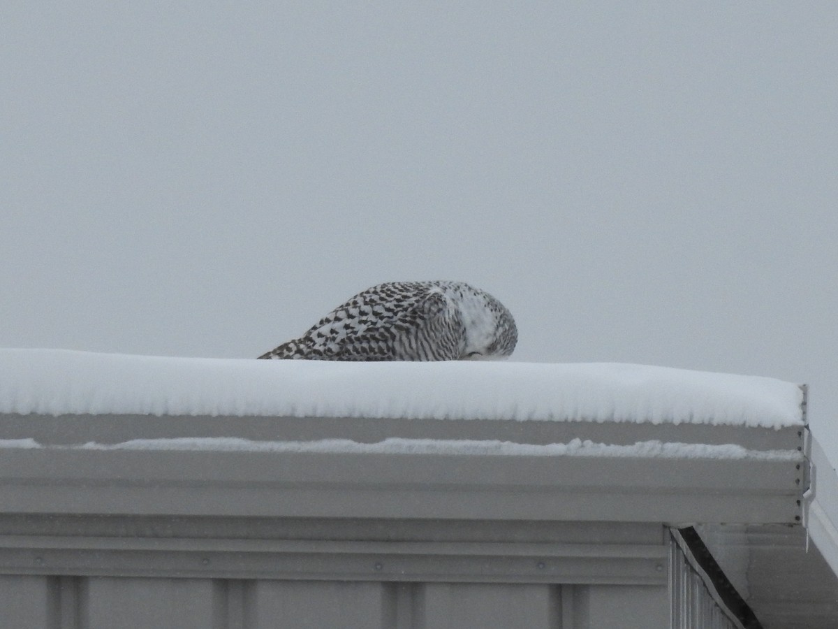 Snowy Owl - ML628566242