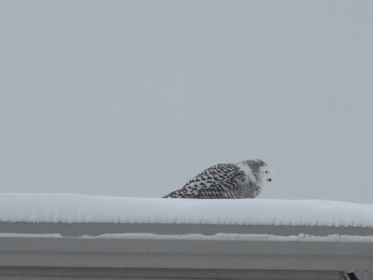 Snowy Owl - ML628566243