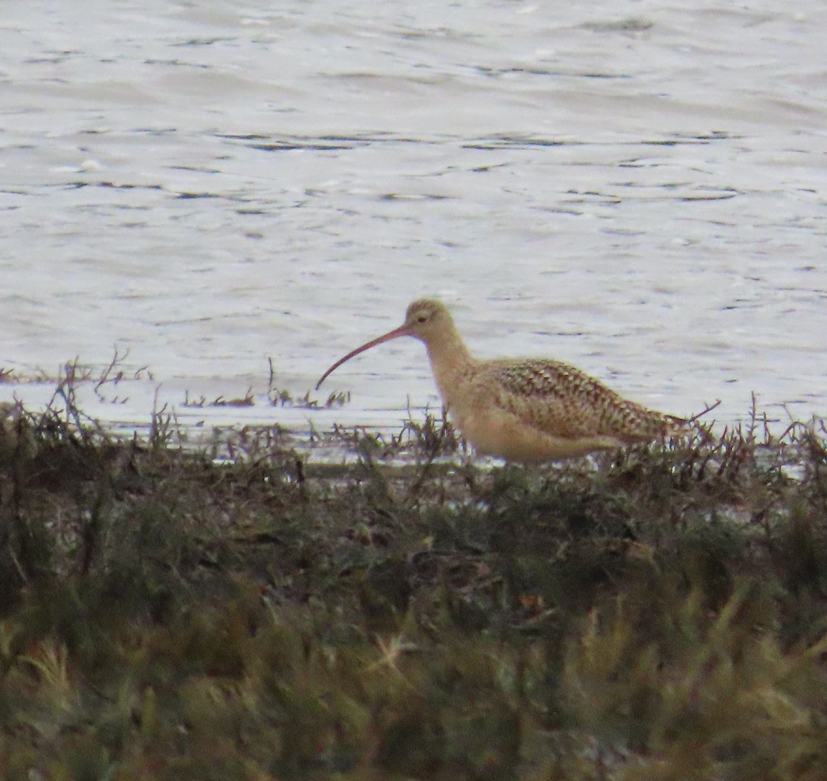 Long-billed Curlew - ML628566278