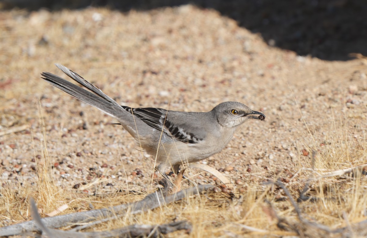 Northern Mockingbird - ML628566326