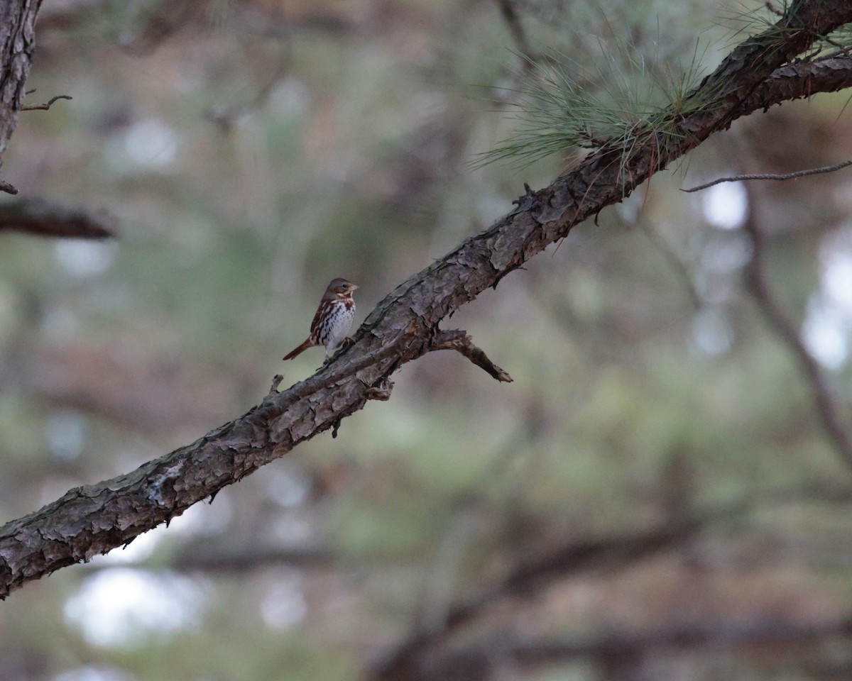 strnadec kaštanový (ssp. iliaca/zaboria) - ML628566406