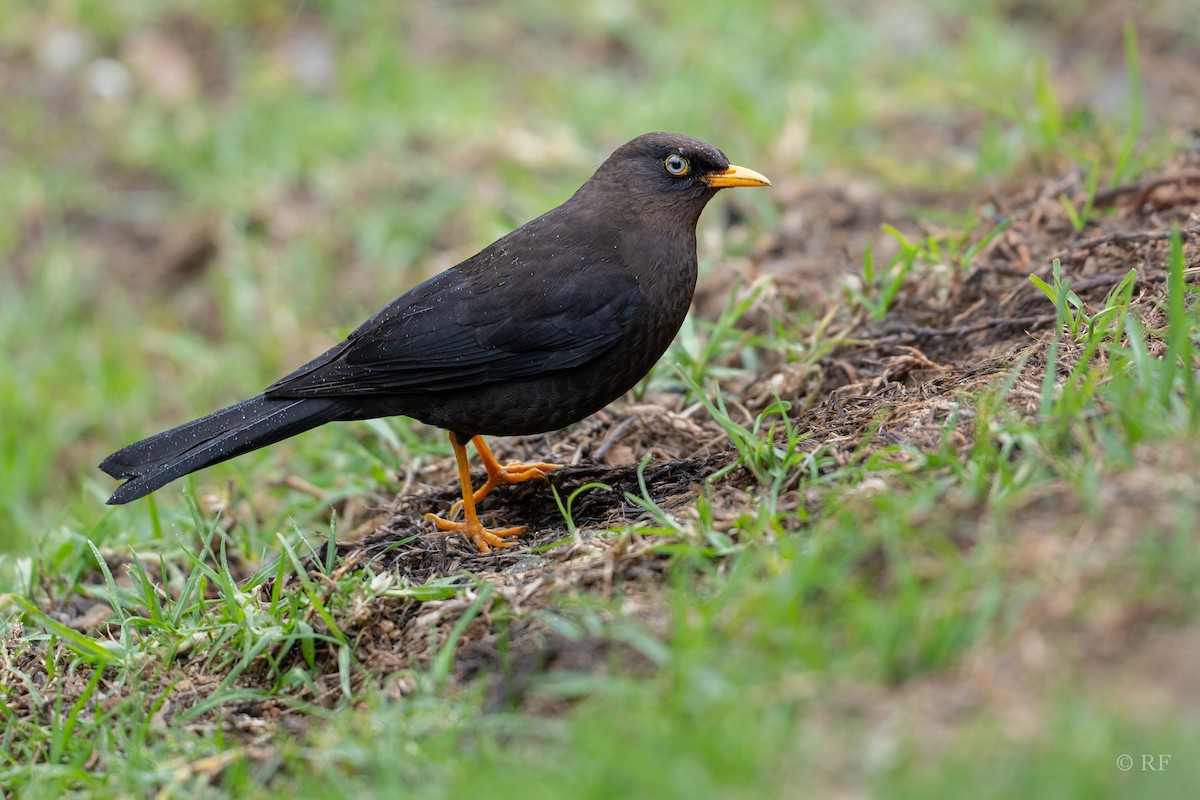 Sooty Thrush - ML628566440