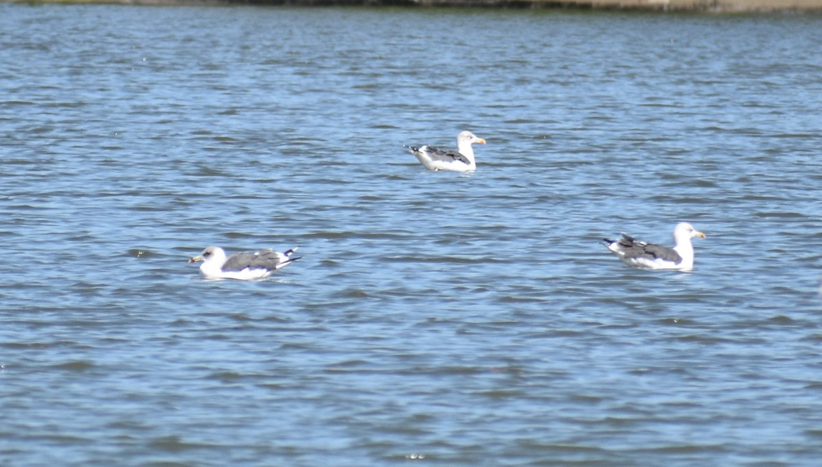 Lesser Black-backed Gull - ML628566537