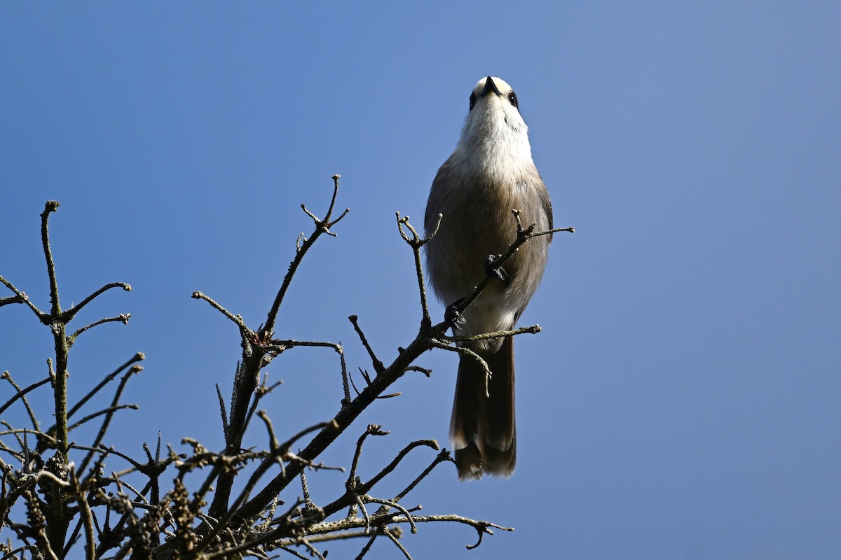 Canada Jay - ML628566634