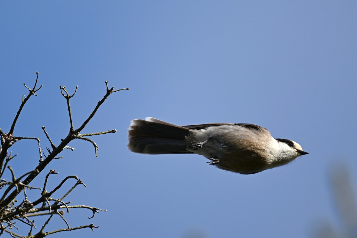 Canada Jay - ML628566640
